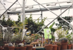 Green house with various potted plants.