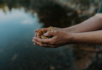 Photo of hands cupped over water