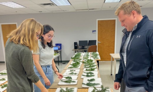 Three researchers examining dozens of different balsam fir branches on small sample trays in a classroom.