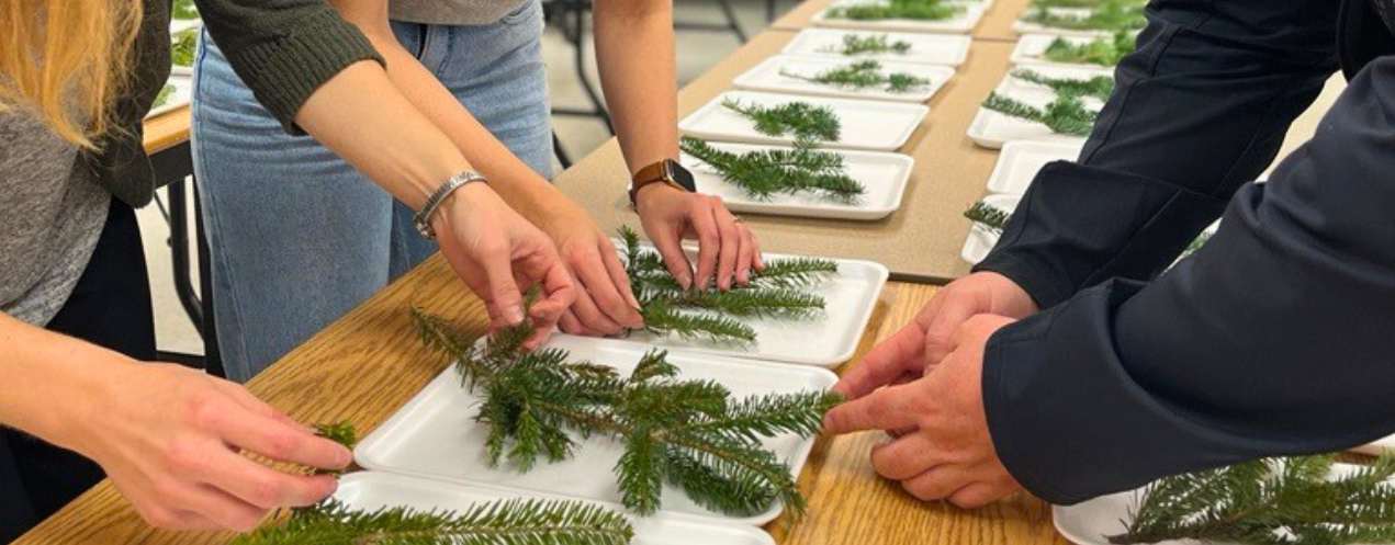 Three researchers examining dozens of different balsam fir branches on small sample trays in a classroom.