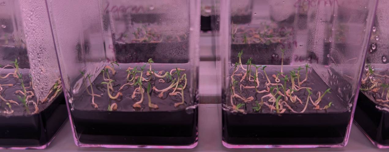 Close-up of containers with balsam fir seedlings under specialized lighting.