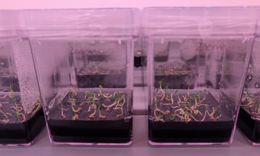 Close-up of containers with balsam fir seedlings under specialized lighting.