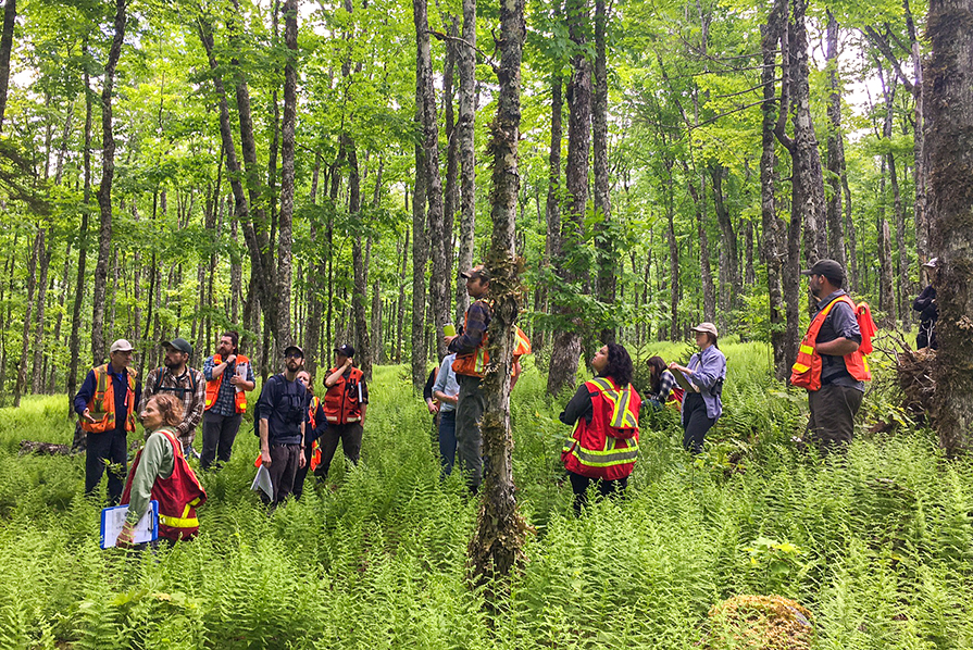 A group of forestry students standing in the forest with safety vests.