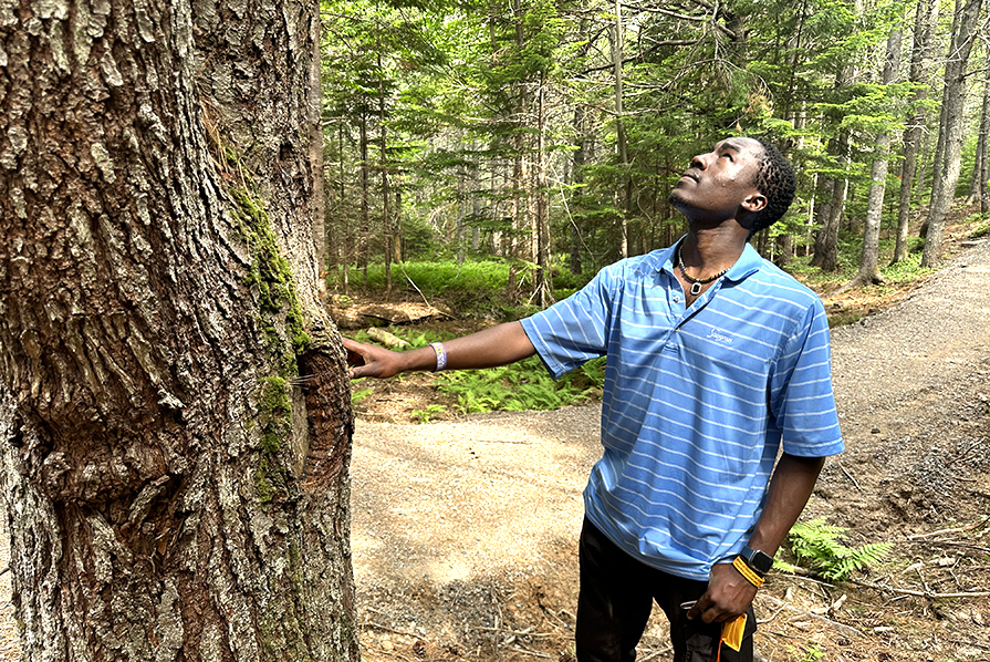 Victor Opadele examines a tree on a forest trail.
