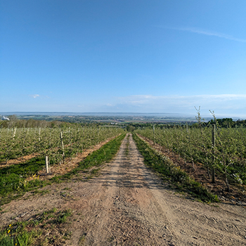 An apple orchard on a sunny day.