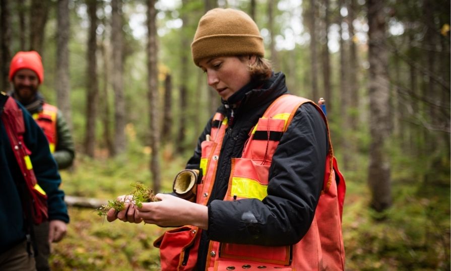 A person examining plants in a forest setting.