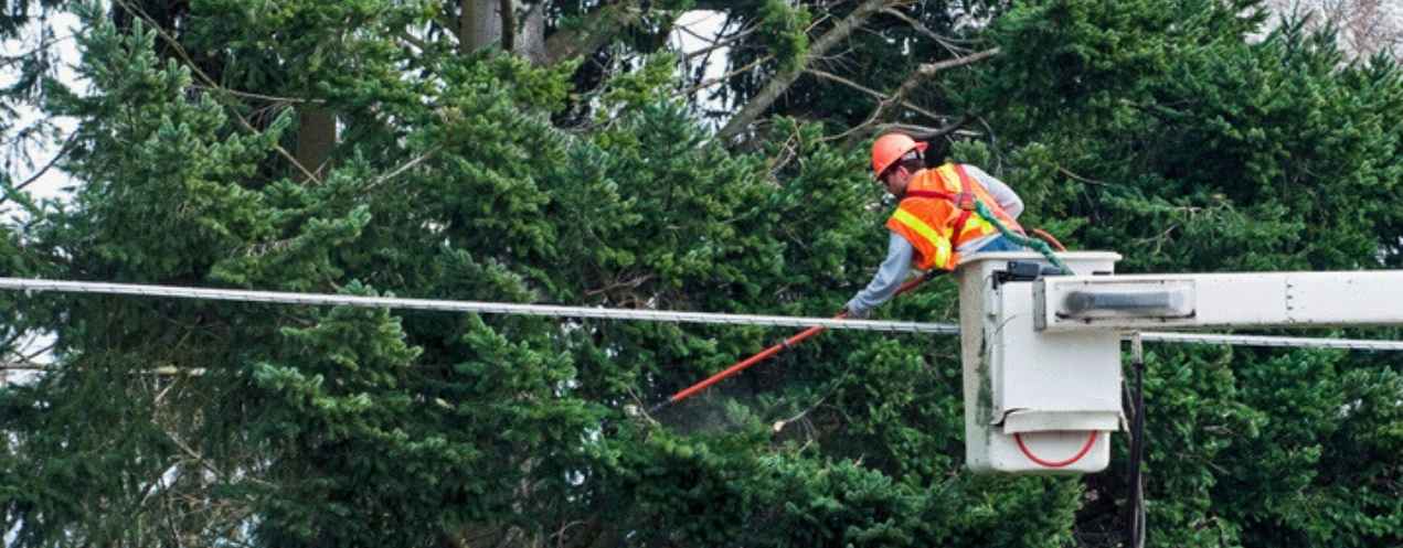 An arborist in a bucket truck cutting down tree limbs near a powerline. 