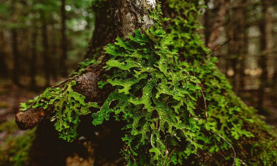 Lichen on a tree in a forest.